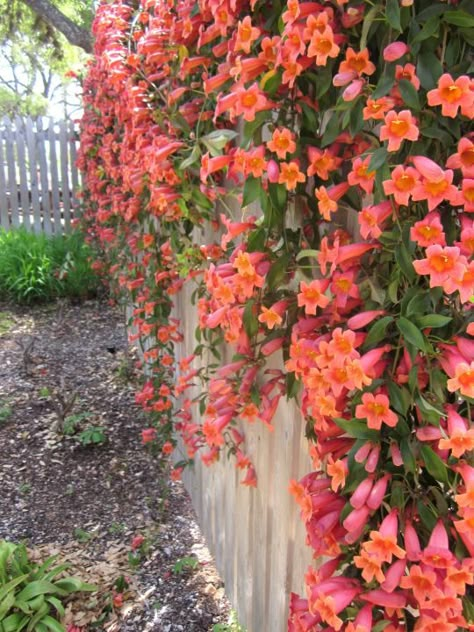 Tangerine Crossvine blooming along a fence at Lady Bird Johnson Wildflower Center in Austin TX Tangerine Crossvine, Tangerine Beauty Crossvine, Vines Garden, Texas Flowers, Solo Trips, Climbing Flowers, Lady Bird Johnson Wildflower Center, Flowers Vines, Garden Vines