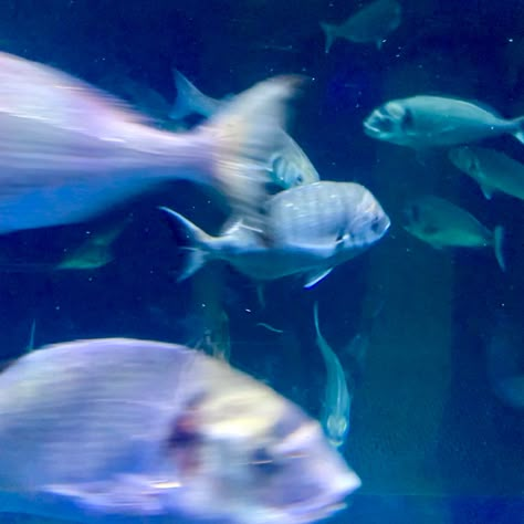 #fashion #food #funny #free #fyp #fish #whisper #tiktok #fashion #1 #aesthetic #coquette #aquarium #aqua #blue #bluewater #watercolor #sea #seafood #fyp #sealife #animals #cute #animalsnature #nature # Fish Ocean Aesthetic, Aquacore Aesthetic, Light Blue Sea Aesthetic, Fish Aesthetic Blue, Blue Aquarium Aesthetic, Ocean Aesthetic Icon, Blue Fish Aesthetic, Aquatic Aesthetic, Sea Core Aesthetic