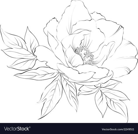 Peonies Drawing, Peony Drawing, Flower Line Drawings, Watercolor Flowers Tutorial, Flower Art Drawing, Flower Sketches, Floral Drawing, Watercolor Flower Art, Cat Air