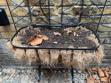 Coir Liners: The pros and cons of using coconut fibres in planters - Lady Greenwell Coconut Fiber Planter, Window Baskets, Lemon Cypress, Planter Liners, Metal Plant Hangers, Window Planters, Planter Design, Soil Improvement, Hardy Plants