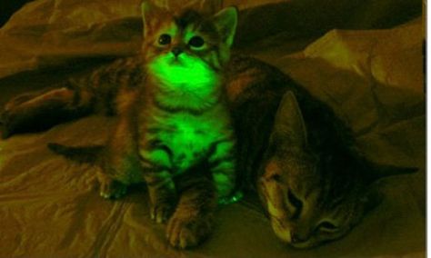 Glow-In-The-Dark Cats Could Provide Answers About AIDS Genetically Modified, Scientists, In The Dark, Glow In The Dark, Feline, Green, Animals