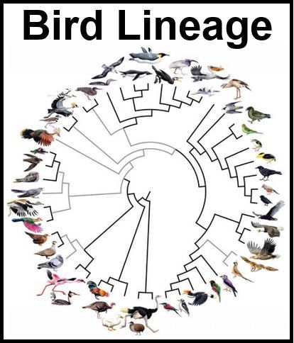 Bird Family Tree Bird Evolution, Phylogenetic Tree, Biology Art, Modern Birds, History Of Science, Prehistoric Creatures, Prehistoric Animals, All Birds, Reptiles And Amphibians