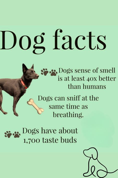 Interesting dog facts that will amaze you😊 #dogfacts #interestingfactsaboutdog #50interestingfactsaboutdogs #dogfactsquotes Dog Facts Interesting, Dog Trivia, Australian Shepherd Training, Fun Facts About Dogs, Mood Right Now, Dog Fun, Dog Salon, Helpful Things, Dog Health Care