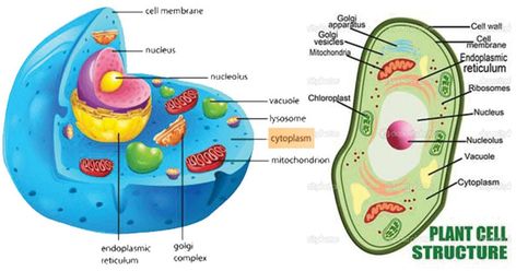 The cytoplasm is the semi-viscous ground substance of the cell. All the volume of such substances outside the nucleus and inside the plasma membrane is cytoplasm. Structure/ Components of the ... Read more The post Cytoplasm: Definition, Structure, Functions, Diagram appeared first on Microbe Notes. Animal Cell Anatomy, Animal Cell Drawing, Cell Drawing, Cell Diagram, Science Diagrams, Cells Project, Plasma Membrane, Cellular Respiration, Science Icons