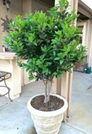 Australian Laurel- Japanese Pittosporum (Pittosporum tobira) Japanese Pittosporum, Potted Trees Patio, Porch Gardens, Pittosporum Tobira, Bay Leaf Tree, Hallway Landing, Garden By The Sea, Bay Laurel Tree, Landing Decor