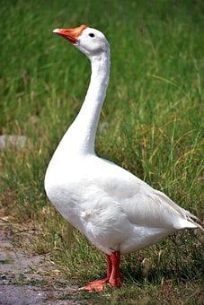 Duck Side Profile, Duck Reference Photo, Reference Photos Animals, Goose Reference, Goose Photography, Goose Pictures, Duck Reference, Animal Reference Photos, Ducks Photography