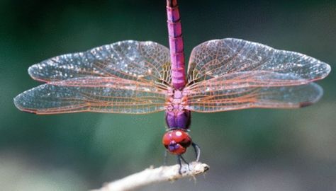 Dragonfly Characteristics | Sciencing Dragonfly Facts, Types Of Dragonflies, Dragonfly Photos, Foto Macro, Gossamer Wings, Types Of Insects, Bottle Images, Old Farmers Almanac, Blue Food Coloring