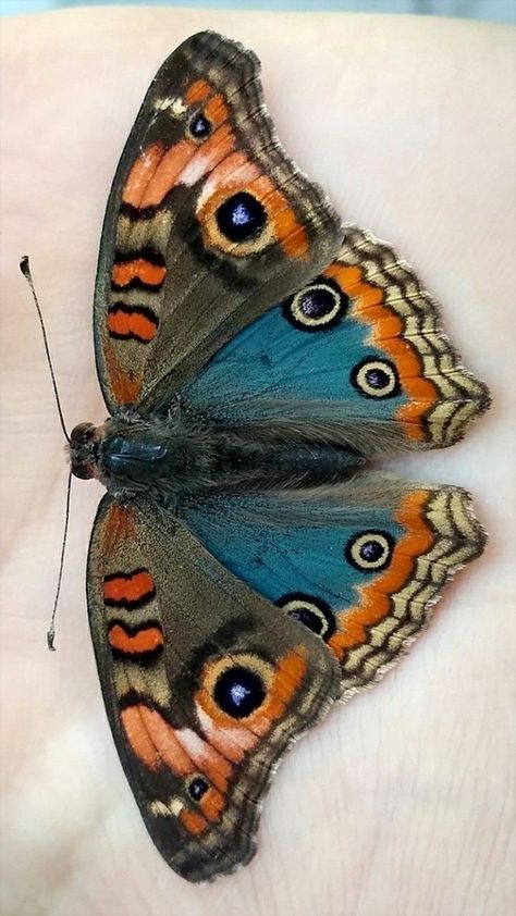 Butterfly Abaya, Colorful Moths, Papillon Butterfly, Aesthetic Animals, Beautiful Butterfly Pictures, Tattoo Animal, Beautiful Butterfly Photography, Butterfly Art Painting, Butterfly Species