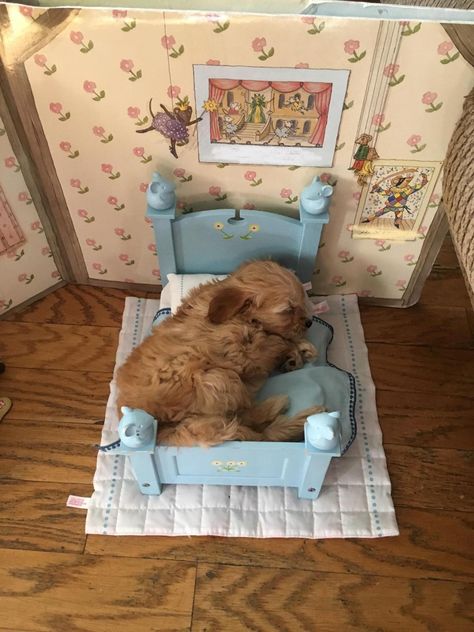 My pup found his way into my sisters doll house  Submit your cute pet here | Source: https://bit.ly/2YzSMYW Cat Doll House, Aesthetic Dogs, Baby Skunks, Doll House Pets, House Pets, Sister Dolls, Cat Doll, Cat Person, Cute Creatures