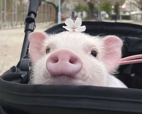 Cute Pigs Aesthetic, Pig Profile Picture, Pig Icon Cute, Types Of Pigs, Tea Cup Pig, Pig Aesthetic, Teacup Piglets, Fat Nuggets, Teacup Pig