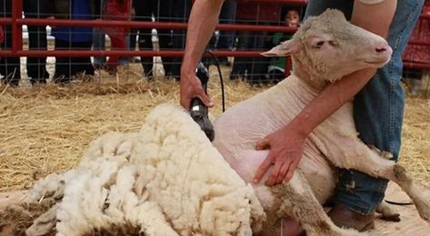 5 telltale signs you've been shearing sheep this week | agridirect.ie Poultry Equipment, Sheep Shearing, Advanced English Vocabulary, Horse Fly, Stone Barns, Poultry Farm, A Sheep, A Haircut, Can You Be