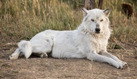 Grizzly&Wolf Discovery Center Instagram ：“Akela, always watching....... Thanks @tetonmtnliving for this beautiful photo of her. #wolf #greywolf #grizzlyandwolfdiscoverycenter #gwdc…” Wolves Laying Down, Wolf Lying Down, Wolf Laying Down, Wolf Reference, Cameras For Beginners, Camera For Beginners, White Wolves, Animal Poses, Wolf Poses