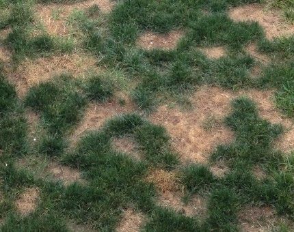 How To Neutralize Dog Urine In Yard, Dog Pee Grass Burn, Dog Pee Area Outside, Dog Poop Area, Dog Pee Smell, Pee Stains, Zoysia Grass, Pee Smell, Dog Pee Pads