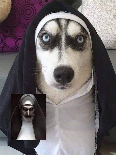 Husky Costume, Dog Halloween Costumes, Cat Facts, Dog Costumes, Dog Costume, Halloween Animals, Funny Animal Memes, Pet Costumes, Dog Halloween