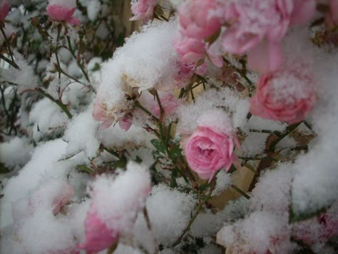 Winter Princess, Winter Schnee, Snow Princess, Snow Angel, Winter Fairy, Snow Angels, Jolie Photo, Winter Aesthetic, Pink Christmas