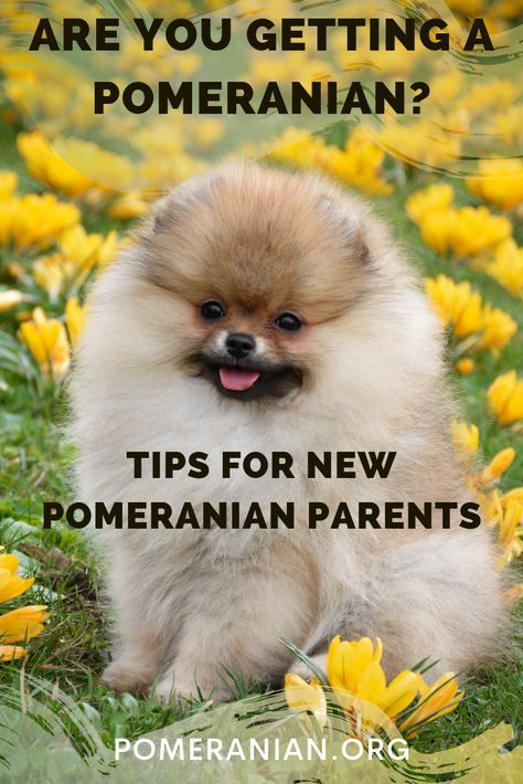 Introducing A New Pomeranian Puppy Into Your Home. #DOCHLAGGIE #POMERANIAN Pomeranian Care Tips, Pomarainian Dogs, Pomeranian Puppy Training, Pomeranian Facts, Toy Pom, Pomeranian Haircut, Toy Pomeranian, Pomeranian Breed, Pomeranian Dogs