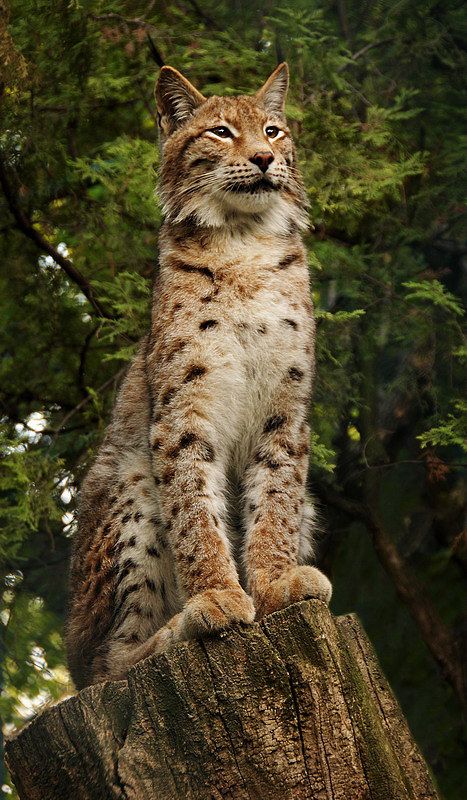 Обыкновенная рысь (Lynx lynx). Exotic Cats, Cheetahs, Domestic Cat, Large Cats, Big Cat, Leopards, Kitty Kitty, Lynx, Wild Life