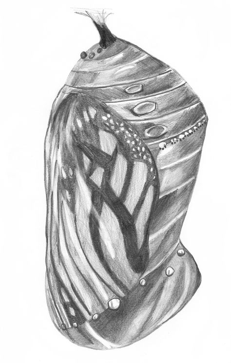 Chrysalis sketch Cocoon Drawing, Metamorphosis Tattoo, Butterfly Cocoon, Metamorphosis Art, Butterfly Metamorphosis, Butterfly Chrysalis, Butterfly Project, Grey Scale, 2020 Year