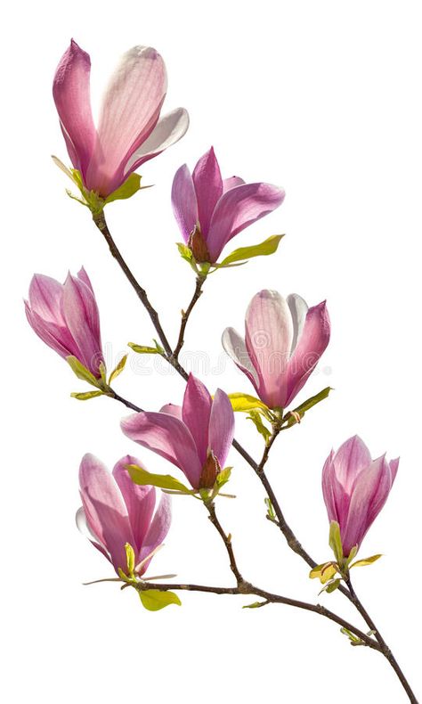 Orchid Drawing, Free Watercolor Flowers, Magnolia Branch, Image Nature, Floral Branch, Blossoms Art, Fruit Painting, Flower Branch, Magnolia Flower