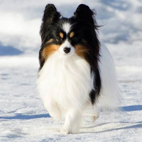 110+ Best Papillon Dog Names | The Paws Papillion Puppies, Papillon Dog Puppy, Papillon Dogs, Papillon Puppy, Female Dog Names, Min Pins, Baby Chihuahua, Papillon Dog, Dream Dog