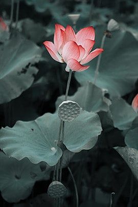 Afternoon Background, Buddha Wallpaper Iphone, Lotus Photography, Japanese Flower Tattoo, Lotus Flower Pictures, Green Leaf Background, Lily Lotus, Leaf Photography, Lotus Pond