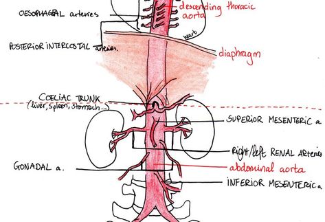 Arteries and Veins Medical Biology, Abdominal Aorta, Arteries And Veins, Musculoskeletal System, Lower Limb, Biology Notes, Back Pain Exercises, Science Biology, Biology