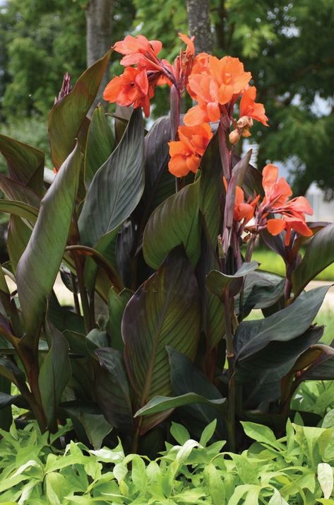 Canna Cannova Bronze Orange Orange Canna Lily, Cannas Plant, Canna Flower, Canna Lily, Tattoo Flowers, Deco Chic, Growing Seeds, Container Plants, The Plant