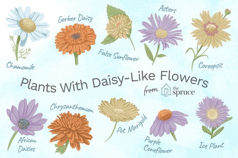 Discover Plants You Can Grow With Daisy-Like Flowers Daisy Like Flowers, Chamomile Plant, Long Blooming Perennials, Mini Sunflowers, Best Perennials, Hummingbird Flowers, Ice Plant, Child Rearing, Unique Gardens