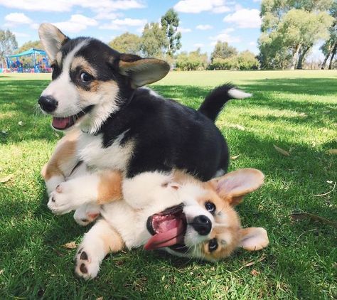 Cooper Had A Play Date With His Brother Chester Today Cute Corgi Puppy, Dogs Playing, Friday Mood, Puppy Day, Corgi Puppy, Cute Corgi, Pembroke Welsh Corgi, Corgi Dog, Welsh Corgi