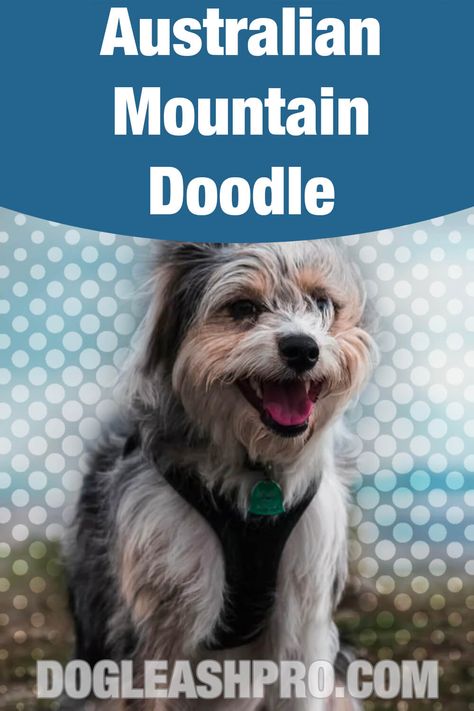 Australian Mountain Doodle: Complete Guide Mountain Doodle, Mountain Doodles, Doodle Name, Small Poodle, Doodle Puppies, Mini Aussie, Doodle Puppy, Dog Essentials, Blue Merle