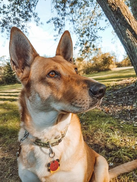 American Dingo, Italian Dogs, Carolina Dog, Mutt Dog, Every Dog Breed, Future Farms, Wild Dogs, Dog Pin, German Shepherds