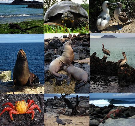 Ecuador Las características de su fauna y flora convierten a las Islas Galápagos en un territorio único en el mundo. La naturaleza extraordinaria de las islas ha impresionado a naturalistas, científicos diversos y visitantes Islas Galapagos Ecuador, Galapagos Ecuador, Flora Y Fauna, Juan Diego, Orzo, Ecuador, Written By, Garden Sculpture, Animals