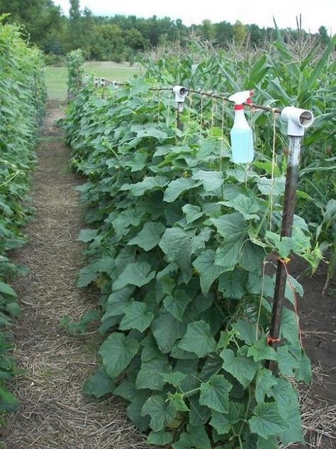 Metal stake posts with PVC t on top and rebar/ post across top(could als b PVC pipe),, Acreage Living, Plantarea Legumelor, Vertical Vegetable Garden, Growing Cucumbers, Plants Growing, Garden Vines, Growing Veggies, Garden Veggies, Gorilla Glue