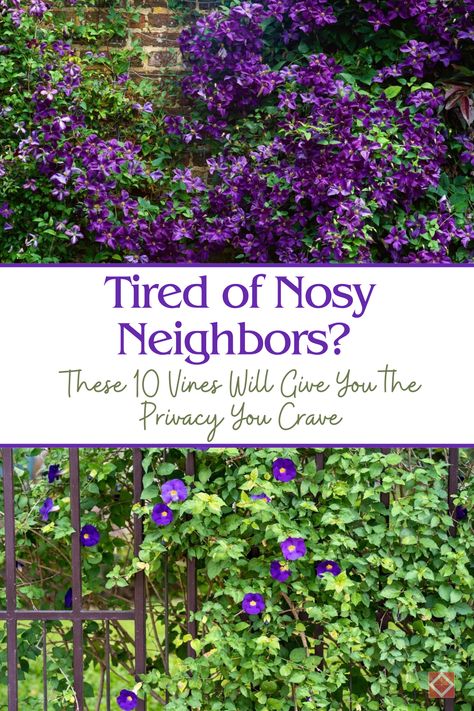 Want to keep your backyard private? 🌱 Check out these 10 fast-growing vines perfect for creating a natural privacy screen. Enhance your garden with vertical beauty and protect your space. Best Vines For Privacy Fence, Fast Growing Vines For Privacy, Fast Growing Vines, Nosy Neighbors, Creative Landscaping, Vine Trellis, Evergreen Vines, Privacy Plants, Growing Vines