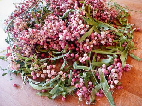 Pink Peppercorns: A Gourmet Spice Growing in the Backyard 5 Ornamental Evergreen Trees, Pepper Tree, Pink Pepper, Pink And White Flowers, Wild Food, Plant Mom, Fresh Berries, Growing Tree, Fruit Trees