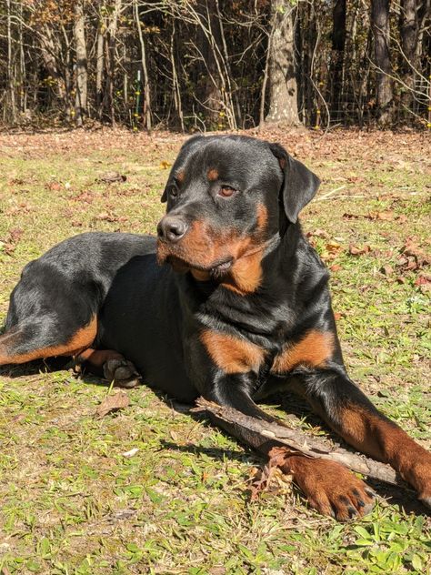 Rottweiler Female, Livestock Dog, Female Rottweiler, Dog Snapchats, Ancient Dog Breeds, Dream Pet, Rottweiler Puppies, Rottweiler Dog, The Middle Ages