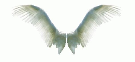 Angel Wings White GIF - AngelWings White Flying - Discover & Share GIFs Angel Wings Gif, Wings Gif, Banner Animation, Fly Gif, Angelic Wings, Wings Png, Image Stickers, Feather Wings, Believe In Magic