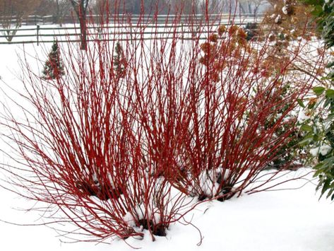 The Dirt on Dirt - Clay | Proven Winners Yellow Twig Dogwood, Dogwood Shrub, Red Osier Dogwood, Red Dogwood, Shade Loving Shrubs, Red Twig Dogwood, Twig Dogwood, Dogwood Trees, Winter Plants