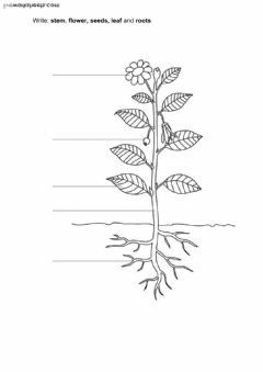 Plants Language: English Grade/level: 2 School subject: Natural Science Main content: Parts of a plant Other contents: Parts of the plants Plants Activity, Plants Worksheets, Planting For Kids, Plant Activities, Plant Study, Plant Life Cycle, Parts Of A Flower, Pepper Plants, Plant Science