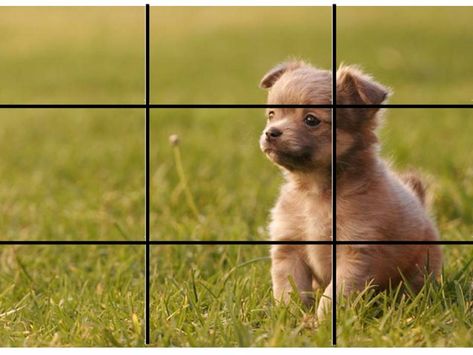 Rule Of Thirds Photography Aesthetic, Rules Of Thirds Photography Ideas, Rule Of Thirds Photography Examples, Rule Of Thirds Examples, Composition Rule Of Thirds, Photography Rule Of Thirds, Photography Composition Rules, Rule Of Thirds Photography, Aperture Photography