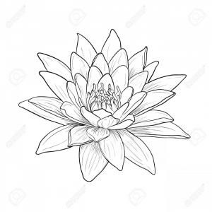 Water Lily Drawing Tattoo Ideas, Water Lilly Flower Tattoo, Waterlilly Tattoo, Water Lily Drawing, Bild Gold, Water Lily Tattoos, Lillies Tattoo, Lily Tattoo Design, Lotus Flower Tattoo Design