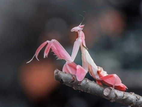 Beautiful pink Praying Mantis. #beautifulcreature #lovewildlife #respectallanimals Orchid Mantis, Rainforest Habitat, Small Wild Cats, Cool Insects, Clouded Leopard, Cool Bugs, Most Beautiful Animals, Beautiful Bugs, Praying Mantis