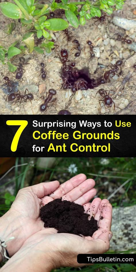 Discover how to use coffee grounds to repel ants from the home and garden. Leftover or fresh coffee grounds are great for pest control, and combining them with diatomaceous earth, boric acid, or essential oils naturally eliminates the fire ant and sugar ant. #coffee #grounds #repel #ants Natural Ant Repellant For Garden, Ant Repellent Plants, Natural Fire Ant Killer, Keep Ants Out Of Garden, How To Keep Ants Out Of Garden, Ant Repellent Diy Indoor Pet Safe, Ants In Garden Bed How To Get Rid, Coffee Bug Repellent, Ant Repellent Diy Outdoor