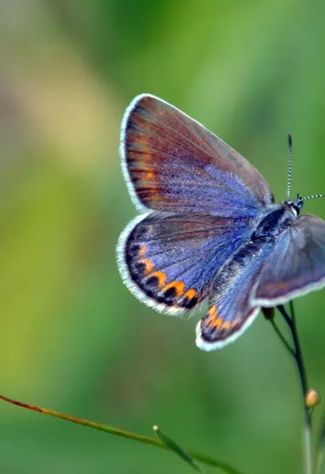 Karner Blue Butterfly, Butterfly Habitat, Indiana Dunes, Small Butterfly, Blue Butterflies, Life Stages, Dark Blue Color, Endangered Species, One Inch