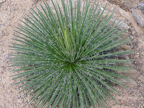 Aeonium Kiwi, Yucca Rostrata, Agave Plant, Port Elizabeth, Agaves, Succulent Terrarium, Green Garden, Cactus And Succulents, Plant Collection