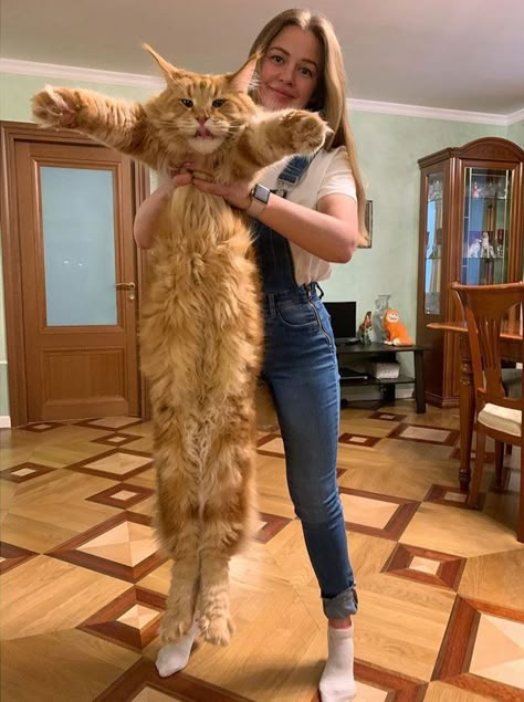 Long Cat, Söt Katt, Image Chat, Cute Cats Photos, Cat Facts, Cat Aesthetic, Cute Kittens, Cute Cats And Dogs, Happy Cat