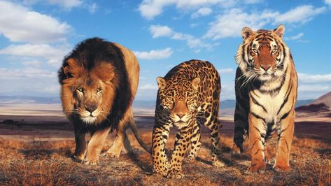 wild cats #wild #cats #tiger #lion big cats #leopard #big #eyes #savanna #animals #1080P #wallpaper #hdwallpaper #desktop Spirit Animal Quiz, Whats Your Spirit Animal, Animal Quiz, Big Cats Art, Your Spirit Animal, Cheetahs, Cat Posters, Large Cats, Beautiful Animals