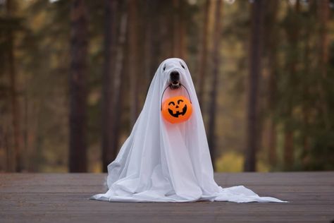 dog wearing a sheet like a ghost with pumpkin basket in mouth Dog Ghost Costume, Reuse Old Clothes, Cheap Halloween Costumes, Dig Gardens, Ghost Diy, Cute Apartment, Ghost Costume, Pool Noodle, Cheap Halloween