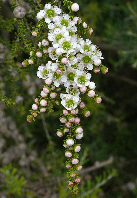 Tea tree (Leptospermum minutifolium). I would like to see this in an espalier form. Leptospermum Scoparium, Native Australian Flowers, Australian Natives, Australian Native Garden, Australian Wildflowers, Flowers Growing, Australian Flowers, Australian Native Flowers, Native Flowers