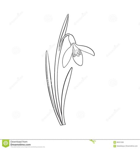 Snow Drop And Poppy Tattoo, Galanthus Tattoo, Snow Drop Illustration, Snowdrop Illustration, Snowdrop Flower Tattoo, Snow Drop Flower, Snow Drops Flowers, Spring Stem, Illustration Leaves